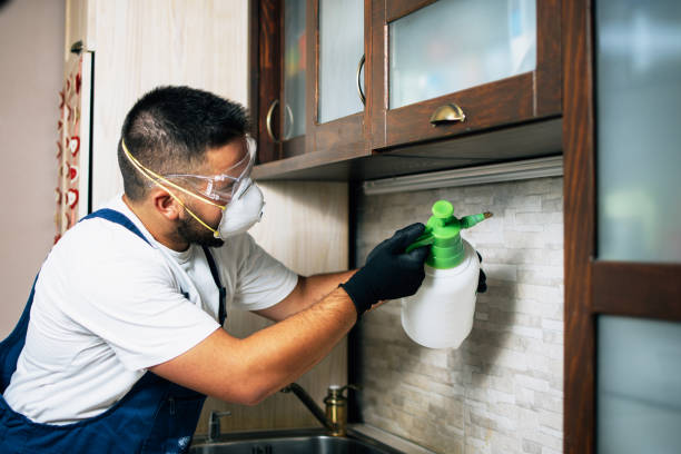 Wasp Removal Services in Christmas, FL